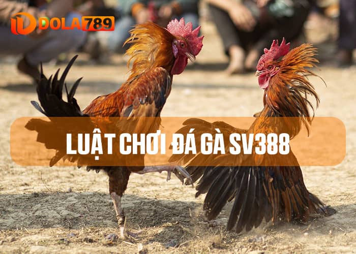 Luật chơi Đá Gà SV388